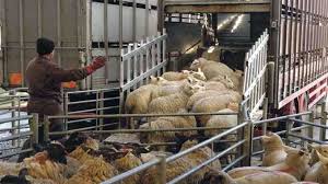 România nu poate fi de acord cu interzicerea exportului şi a transportului animalelor vii; ar afecta grav fermierii