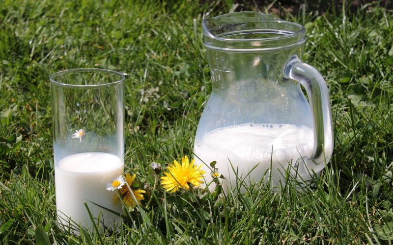 Laptele de măgăriţă, remediu pentru bolile pulmonare