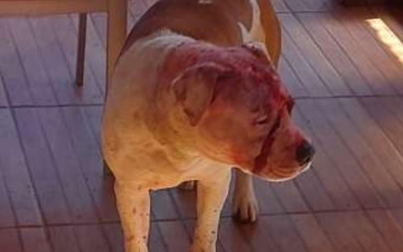 O familie a fost atacată de propriii câini; doi bătrâni au fost duşi la spital