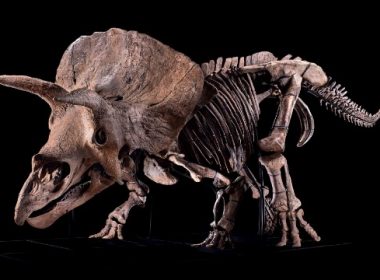 "Big John”, cel mai mare schelet de Triceratops cunoscut, a fost adjudecat la 6,6 milioane de euro la Paris