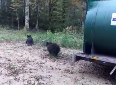 Braşov: O ursoaică şi trei pui care veneau frecvent în cartierul Şchei, relocaţi la sute de kilometri depărtare/ Primar: A fost doar prima intervenţie şi este poate şi cea mai importantă, având în vedere că ursul era cantonat între casele oamenilor