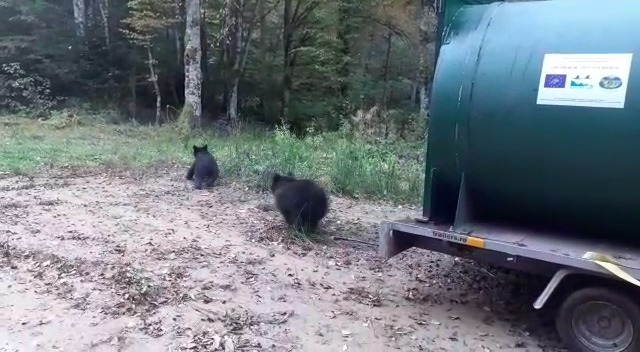 Braşov: O ursoaică şi trei pui care veneau frecvent în cartierul Şchei, relocaţi la sute de kilometri depărtare/ Primar: A fost doar prima intervenţie şi este poate şi cea mai importantă, având în vedere că ursul era cantonat între casele oamenilor
