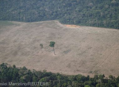 Creştere cu 22% a defrişării în Amazonia într-un an