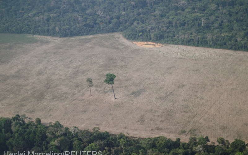 Creştere cu 22% a defrişării în Amazonia într-un an