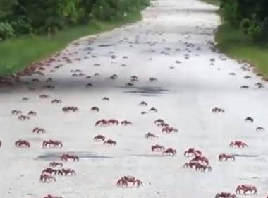 Imagini spectaculoase cu migraţia crabilor, în Australia: Autorităţile le-au construit un pod, ca să nu fie călcaţi de maşini