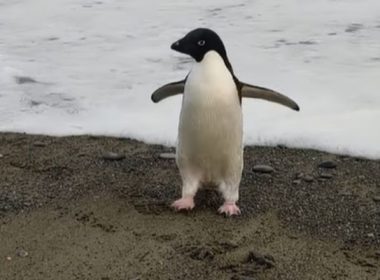 Un pinguin a călătorit, din greşeală, 3.000 de km până-n Noua Zeelandă. "Am crezut că e jucărie de pluş. Apoi a mişcat capul, era real"