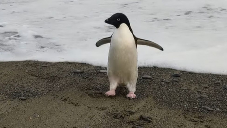 Un pinguin a călătorit, din greşeală, 3.000 de km până-n Noua Zeelandă. "Am crezut că e jucărie de pluş. Apoi a mişcat capul, era real"