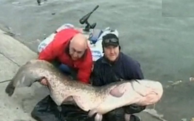 Somn de 20 de ani şi 100 kg, capturat de un pescar