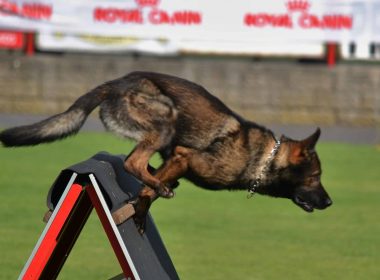Campionatul mondial al câinilor de salvare, la Craiova