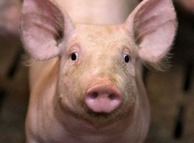 Legea porcului, contestată de oamenii de la sate: Nu mai au voie să dea la porci lături, iar ca să-i vândă trebuie să-şi facă firmă