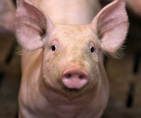 Legea Porcului – Reguli DURE pentru cei care cresc porci în gospodării! Amenzi URIAŞE