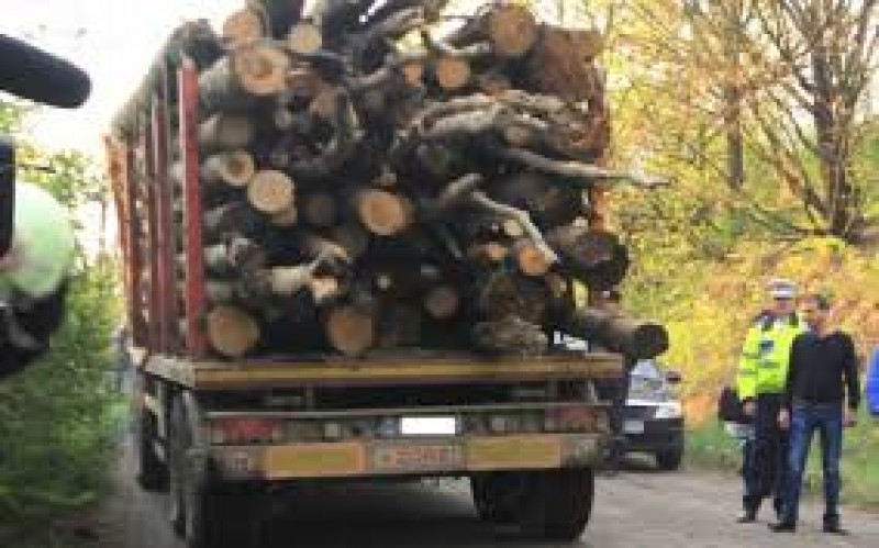 Şofer amendat cu 18.000 de lei după ce a fost depistat transportând ilegal material lemnos