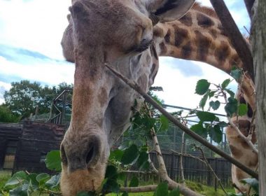 Cea mai bătrână girafă din Japonia a murit la vârsta de 32 de ani
