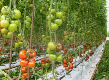 Belgia se teme că românii care vor veni să culeagă legume şi fructe vor creşte rata infectărilor. Mesajul transmis autorităţilor române