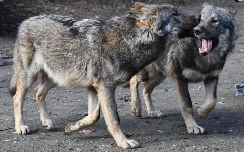 O grădină zoologică, închisă după ce o haită de lupi a evadat, în Franţa. Patru animale au fost ucise