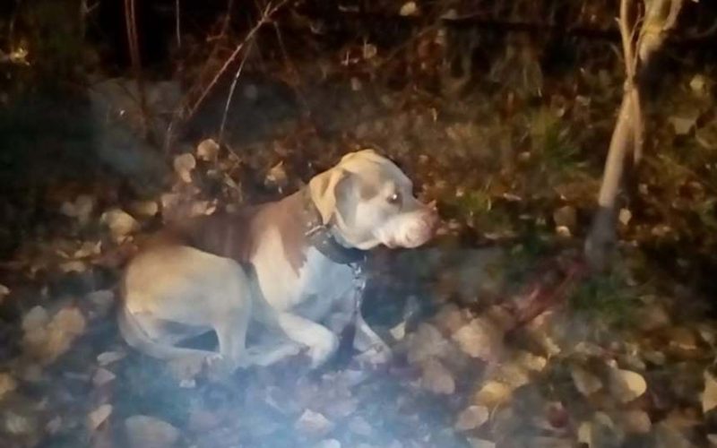 Bucureşteancă, amendată cu 3.000 de lei după ce şi-a abandonat câinele într-un parc din Sectorul 2 / Animalul fusese legat de un copac, fără hrană şi apă