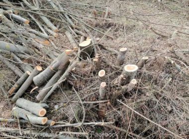 Primăria Capitalei a sesizat Poliţia pentru defrişarea a 150 de arbori, fără aviz, în Sectorul 2