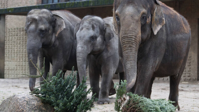 O turmă de elefanţi sălbatici a doborât un zid de beton şi a pătruns într-un parc zoologic din Bangladesh