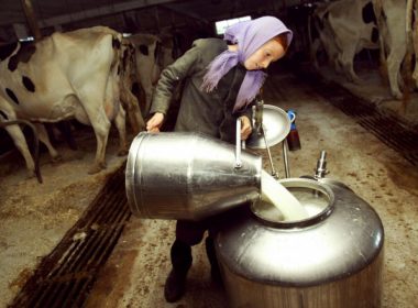 Cu cât se cumpără astăzi litrul de lapte la poarta fermei