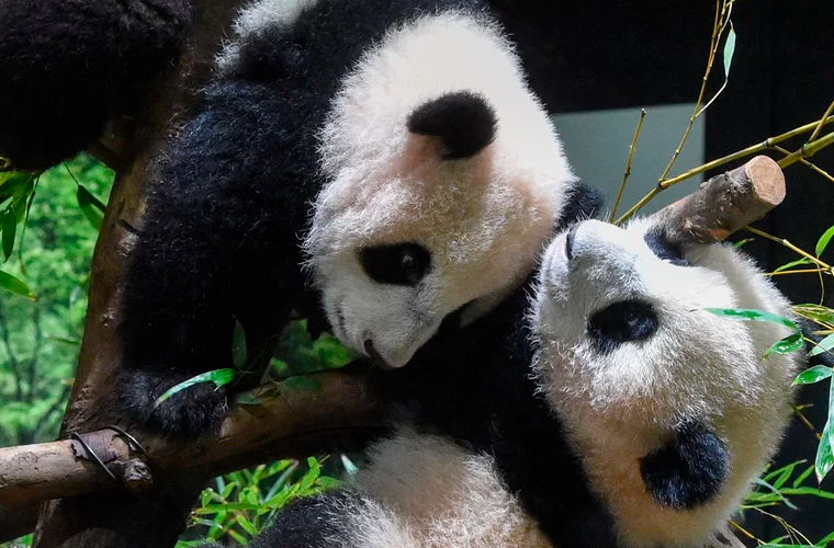 Pui gemeni de panda şi-au făcut debutul la grădina zoologică din Tokyo