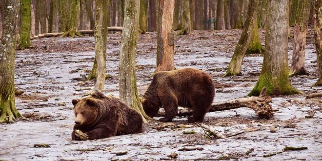S-au trezit cu ursul în gospodărie de Sâmbăta Mare!