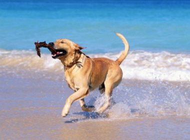 Accesul pe plajă cu animale de companie, permis prin lege. Regulile de conduită