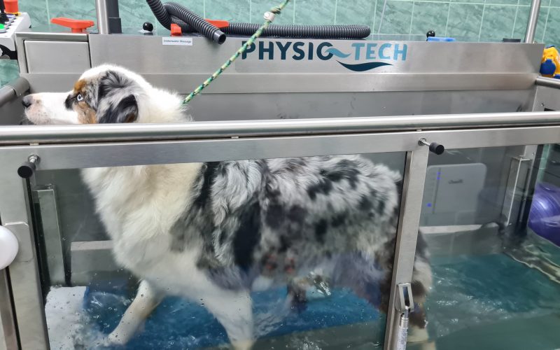 Hidroterapie pentru animalele de companie