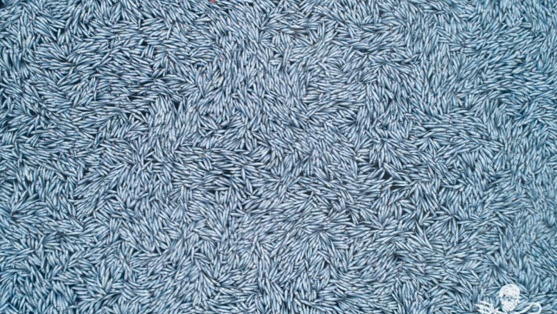 „Vă uitaţi la 100.000 de peşti morţi”. Imagini impresionante filmate în Atlantic