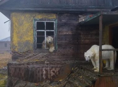 Imagini rare cu 30 de urşi polari care au ocupat o fostă staţie meteo sovietică