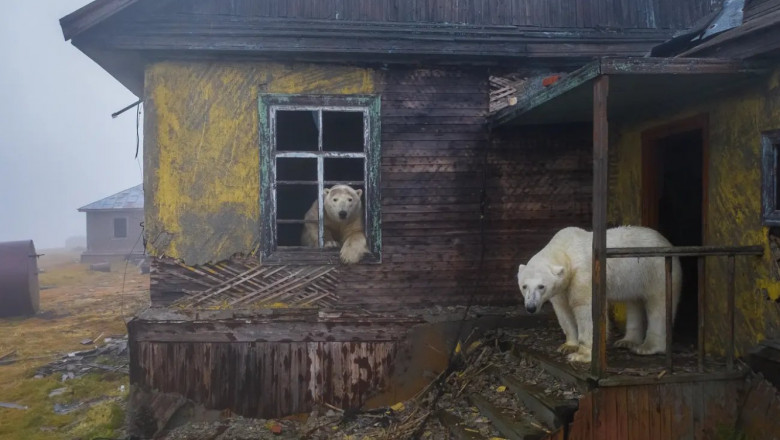 Imagini rare cu 30 de urşi polari care au ocupat o fostă staţie meteo sovietică