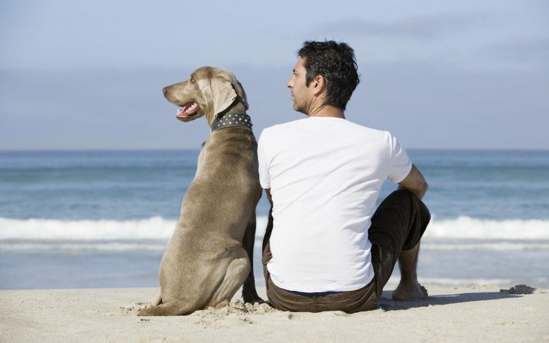 Condiţiile în care puteţi merge cu câinii pe plajă. Amenzile pot ajunge până la 10.000 de lei