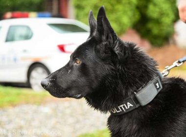 Un hoţ a fost prins cu ajutorul câinelui poliţist Bond