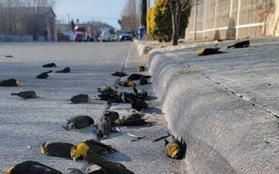 Fenomen inexplicabil: Peste o sută de păsări au murit dintr-un foc!