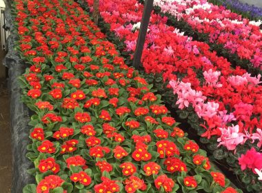 Producătorii de flori, dispuşi să renunţe la o parte din profit pe fondul majorării preţurilor la utilităţi