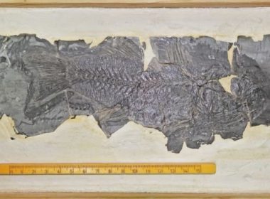Cea mai veche fosilă de biban din lume e la Cluj
