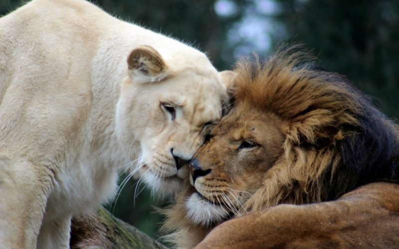 Un leu şi o leoaică au ajuns la Suceava