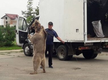 Masha, o ursoaică din Ucraina, va ajunge la Sanctuarul de la Zărneşti; preluarea ei a fost întârziată de război