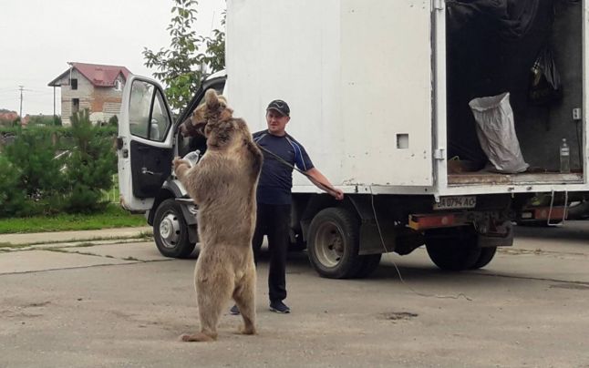 Masha, o ursoaică din Ucraina, va ajunge la Sanctuarul de la Zărneşti; preluarea ei a fost întârziată de război