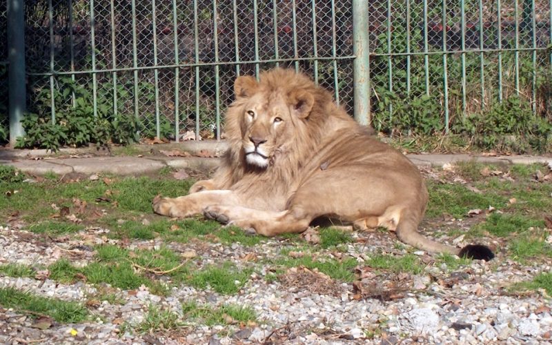 Un leu şi o lupoaică au ajuns la Zoo Rădăuţi