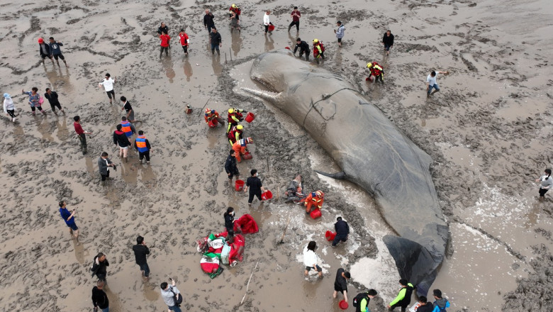 O balenă uriaşă, de 70 de tone, a eşuat pe o plajă din China. Oamenii au luptat 20 de ore ca să o salveze