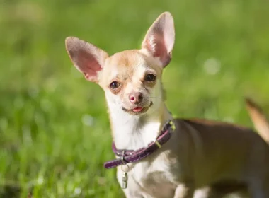  Un Chihuahua de 21 de ani, desemnat cel mai vârstnic câine în viaţă din lume