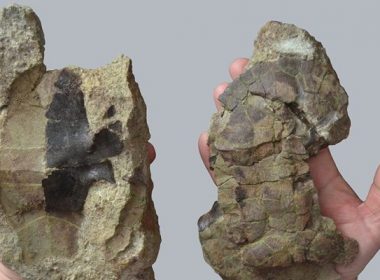 O nouă specie de ţestoasă fosilă, descoperită pe teritoriul Geoparcului Internaţional UNESCO Ţara Haţegului