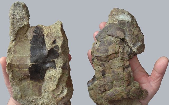 O nouă specie de ţestoasă fosilă, descoperită pe teritoriul Geoparcului Internaţional UNESCO Ţara Haţegului