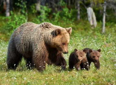 Vânătorii au împuşcat o ursoaică cu pui în Harghita. „Mormăia şi a fugit către noi”