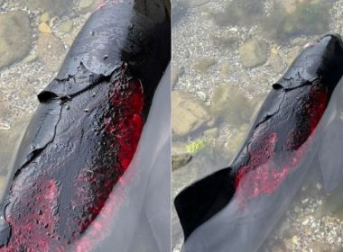 Delfinii, victime colaterale ale războiului