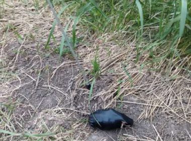 Un bărbat din Botoşani a găsit o grenadă într-un şanţ, a luat-o şi a mers la bar cu ea￼