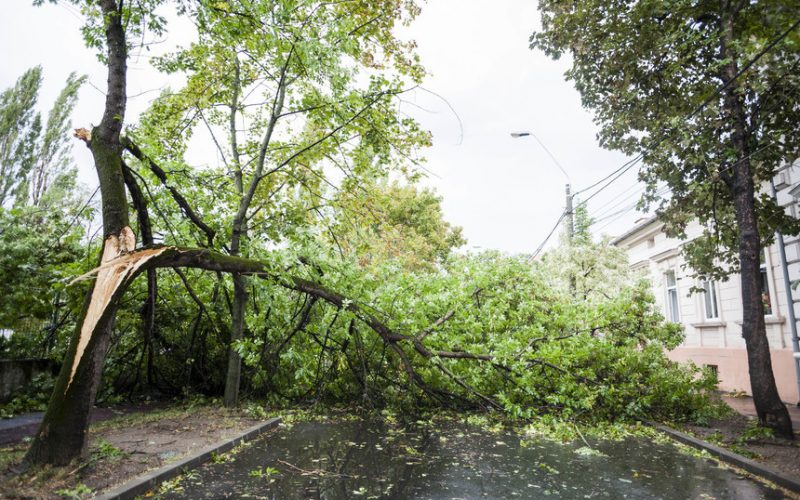 Bilanţul furtunii din Capitală: 39 de copaci căzuţi, un acoperiş parţial desprins, acumulare de apă într-o locuinţă, un stâlp de electricitate căzut şi 26 de autoturisme avariate