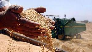 CRIZĂ pe piaţa grâului! Producţiile scad DRASTIC în toată lumea