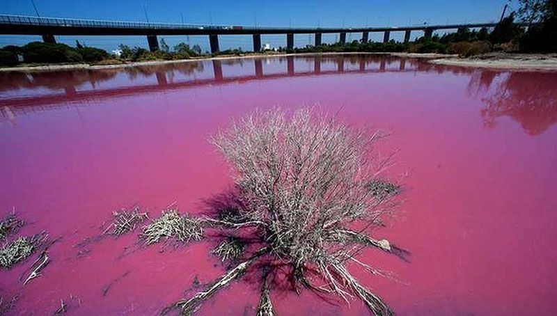 Lacul Techirghiol a devenit roz