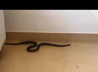 Şarpe prins în spital